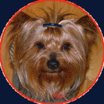yorkiebarrette yorkiebarrette