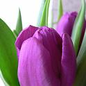 purpletulip