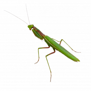 Mantis